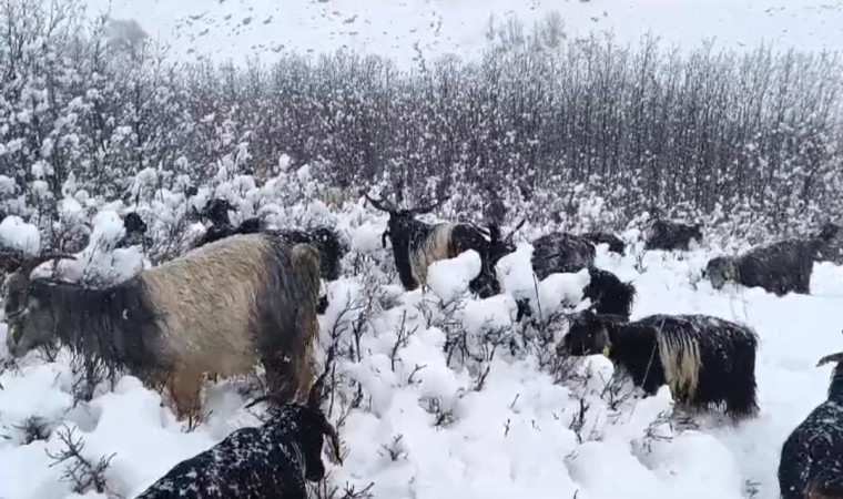 Muşta kar yağışına hazırlıksız yakalanan besiciler zor anlar yaşadı