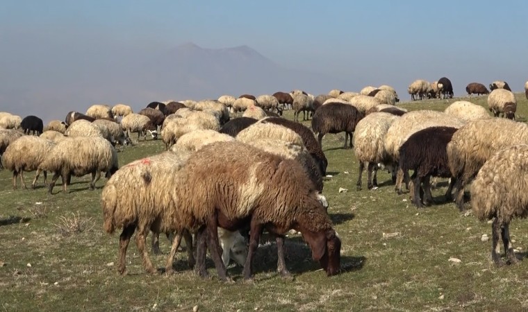 Muşta sıcak hava çiftçilerin yüzünü güldürüyor