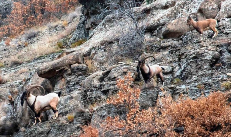 Nesli tehlike altındaki hayvanlar için envanter çalışması yapıldı