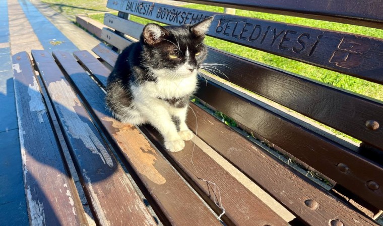 Olta iğnesi yutan kedi hayati tehlikede