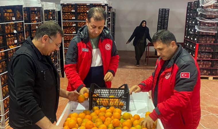 Ortaca narenciyesi ihracata hazır