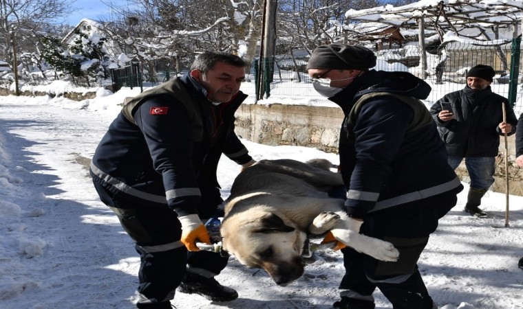 Osmangazide başıboş köpekler mercek altında