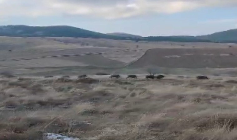 (ÖZEL) Domuz sürüsüyle karşılaşan orman memurlarının yöresel şiveyle tepkisi sosyal medyada mizah konusu oldu