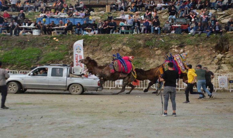 Rakibinden kaçan deve kamyonetin kasasına bindi