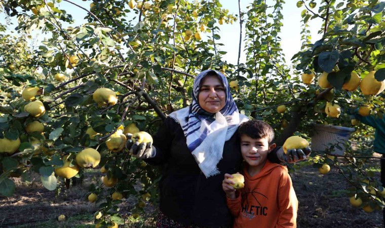 Rusyanın ayvası Kahramanmaraştan