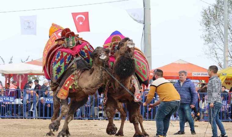 Şampiyon develer kozlarını Tavas arenasında paylaştı