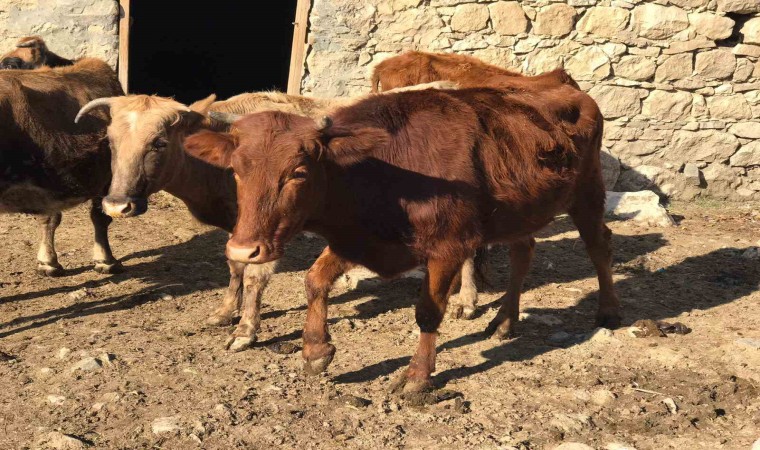 Sığır besicileri desteklenerek yerli ırk koruma altına alınıyor