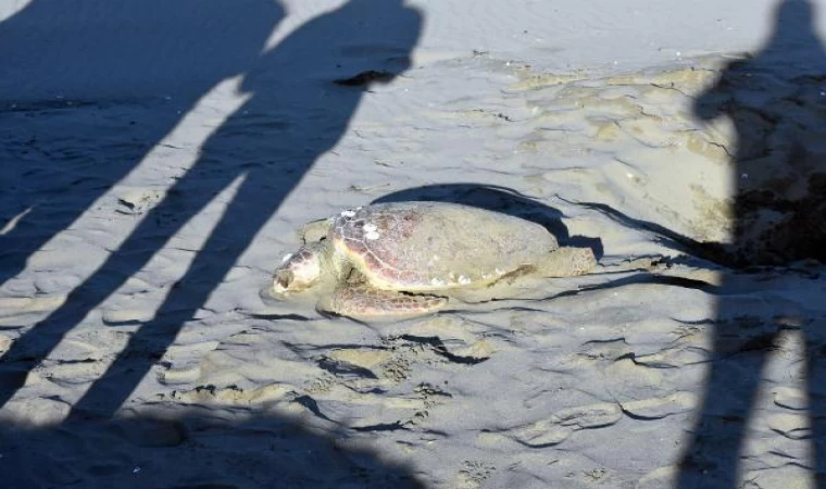 Sinop’ta sahilde ölü caretta caretta bulundu