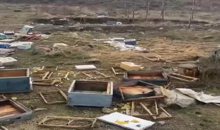 Sivas’ta ayı 50 kovanı parçalayıp, balları yedi