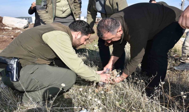 Siverekte bitkin halde bulunan yavru aslan öldü