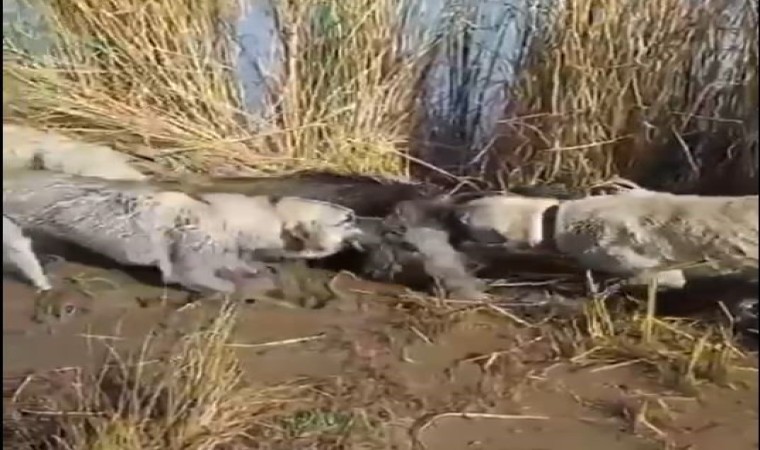 Siverekte yaralı yaban domuzunu köpekler parçaladı