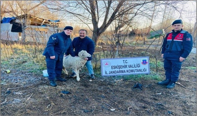 Sivrihisarda çalınan koyunlar jandarma tarafından Ankarada bulundu