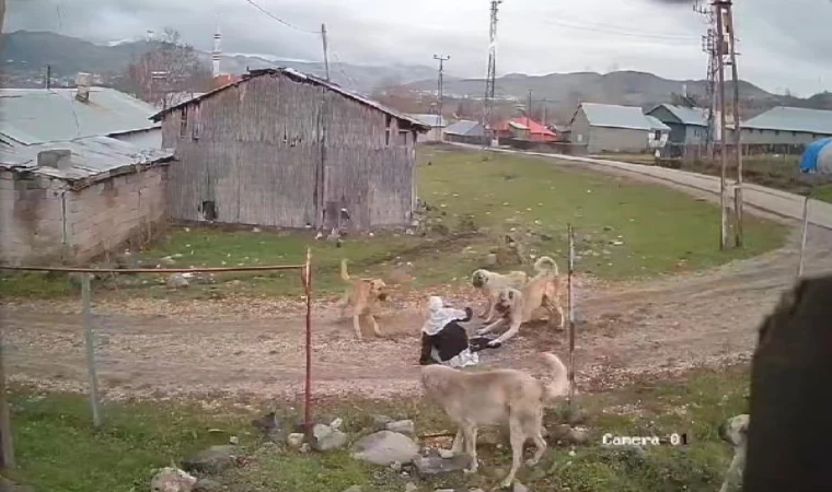 Sokak köpeklerinin saldırısına uğrayan 79 yaşındaki kadını komşuları kurtardı