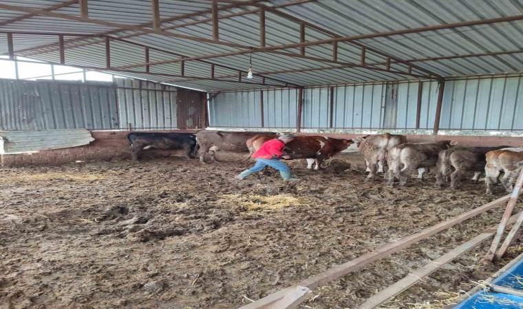 Sökede şap aşısı ve küpeleme çalışması gerçekleştirildi