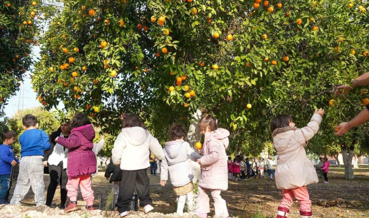 Tarsuslu minikler portakal hasadı yaptı