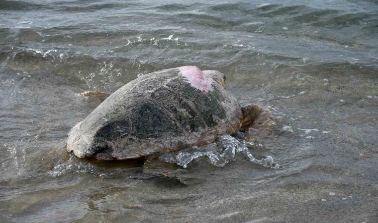 Tedavileri tamamlanan 3 caretta caretta Kuşadasında denizle buluştu