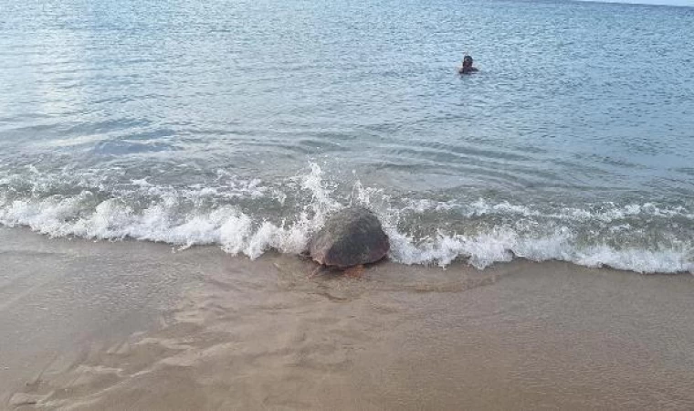 Tedavisi tamamlanan 3 deniz kaplumbağası Kuşadası’ndan törenle denize salındı