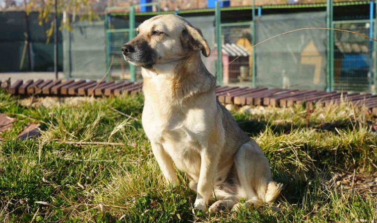 Türkiyenin başıboş köpek sorununa çözüm önerisi: Köpek köyü kurulsun