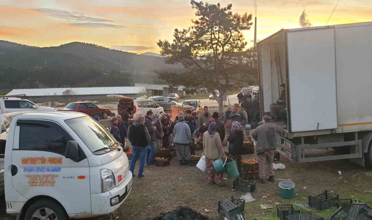 Uludağın eteklerinden kanlıca mantarı fışkırıyor