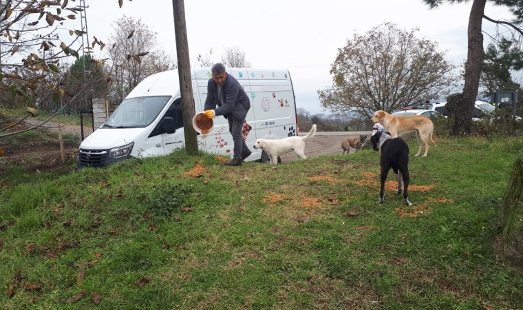 Ünyede, belediye tarafından üretilen 4 ton kuru mama sokak hayvanlarına dağıtıldı