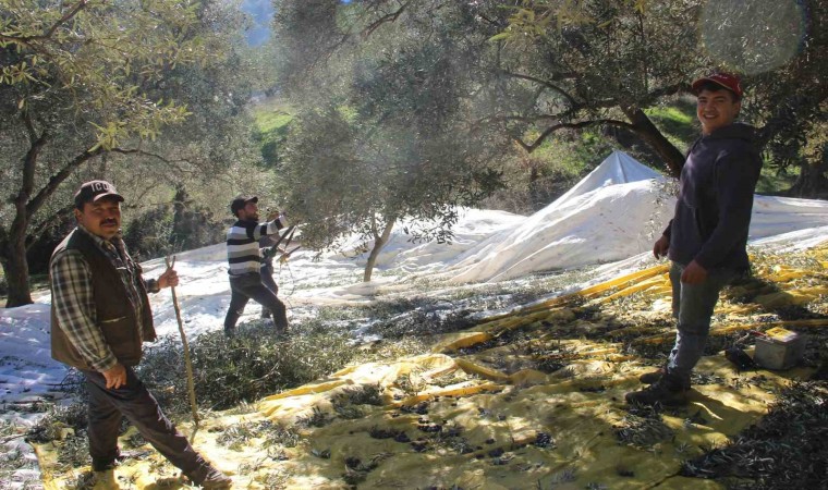 Üreticiler bu yıl zeytin değil altın topluyor