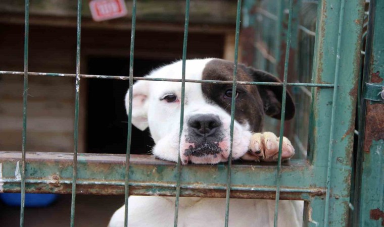 Uzmanı uyardı, Hareketsiz kalmak köpek saldırılarını önleyebilir”