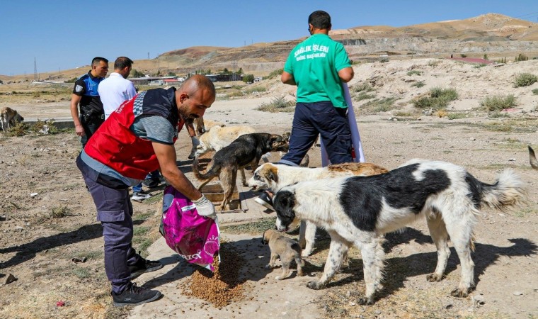 Vanda bir yılda 10 bin 595 sokak hayvanı tedavi edildi