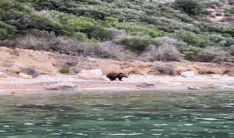 Yalovada sahilde ayı görüntülendi