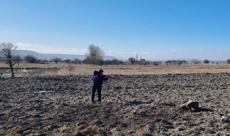 Yaralı bulunan bozayı, bayıltılarak tedaviye götürüldü