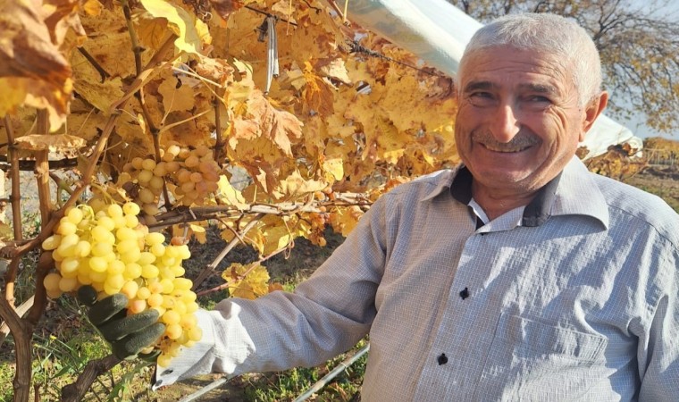 Yaz meyvesi üzümü yılbaşı akşamında tüketecek