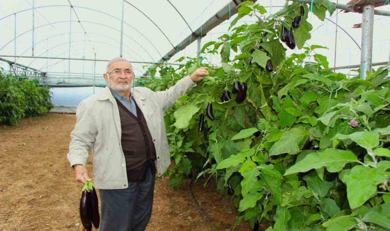 Yazın kilosu 5 lira olan patlıcanları sökmedi, şimdi 17 liradan satıyor