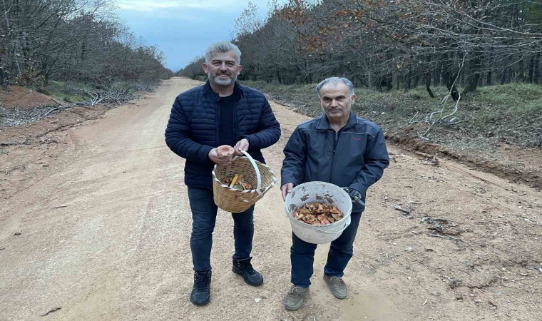 Yoğun yağış mantarsevenleri ormana döktü