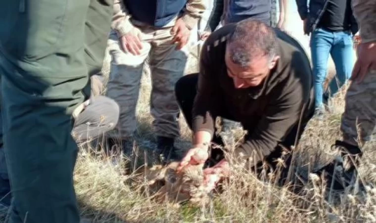 Yol kenarına yavru aslan bırakıldığı ihbarı, jandarmayı harekete geçirdi (2)