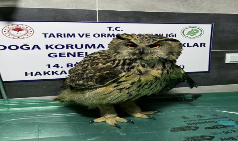 Yüksekovada yaralı bulunan baykuş tedavi altına alındı