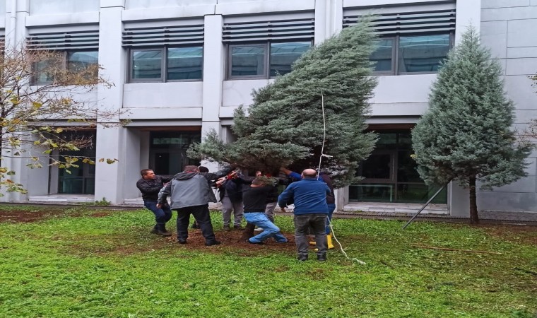 ZBEÜde Fırtınada Zarar Gören 68 Ağaca Destek Yapıldı