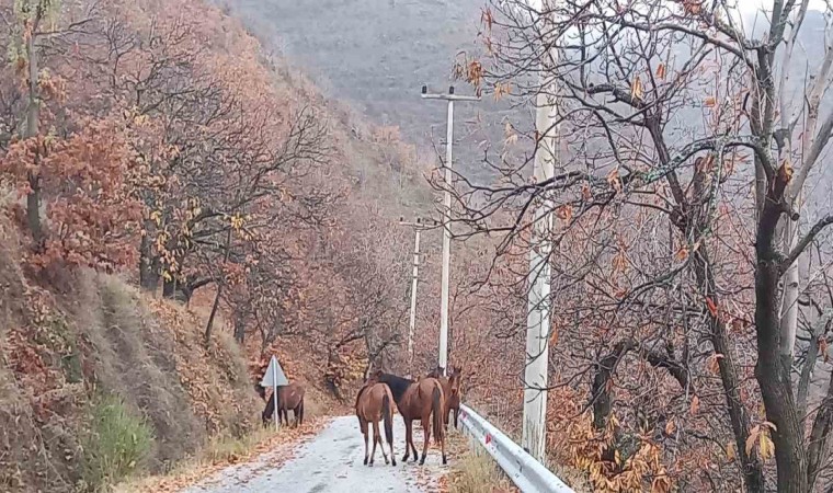 Zeytinde ‘yok yılı yük hayvanlarına yaradı