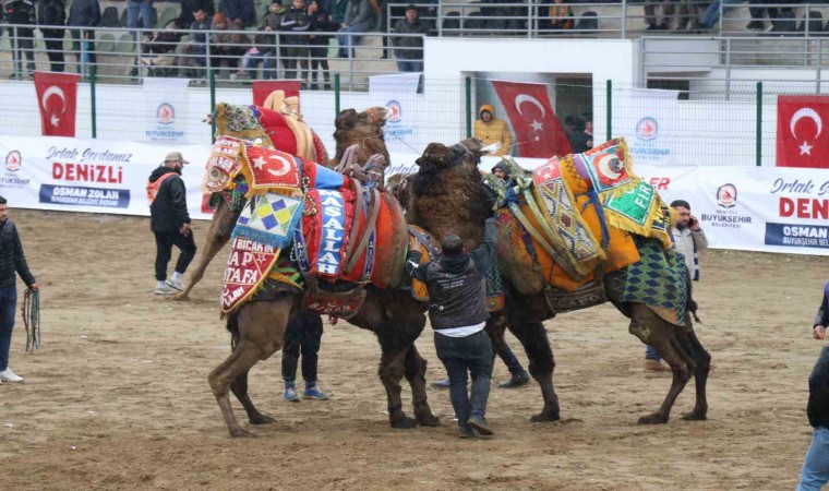 120 pehlivan deve Denizli arenasında buluştu