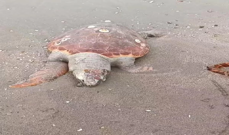 Adana’da kıyıya caretta caretta ve yunus ölüsü vurdu