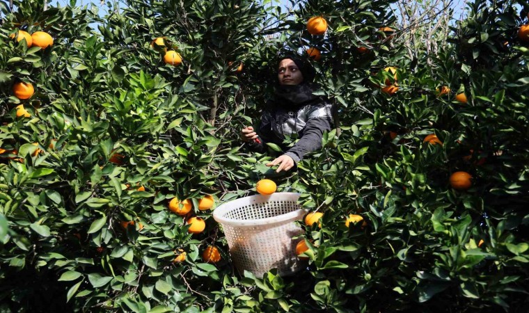 Adanada yetişen portakallar dünyanın dört bir yanına ihraç ediliyor