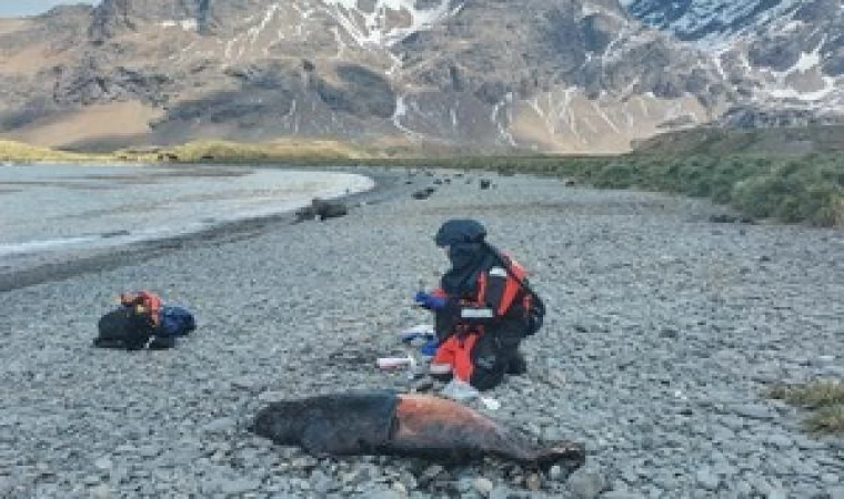 Antarktika’daki foklarda ‘Kuş gribi’ ortaya çıktı