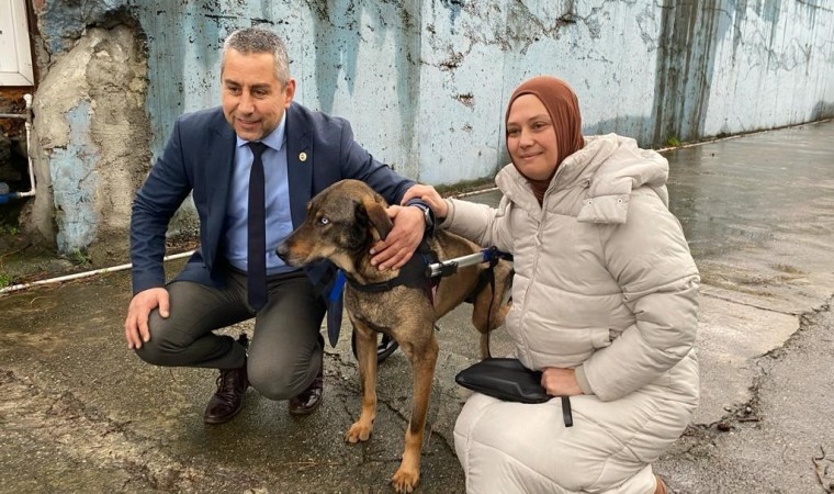 Arabanın çarptığı sokak köpeği gönüllülerin desteği ile hayata tutundu