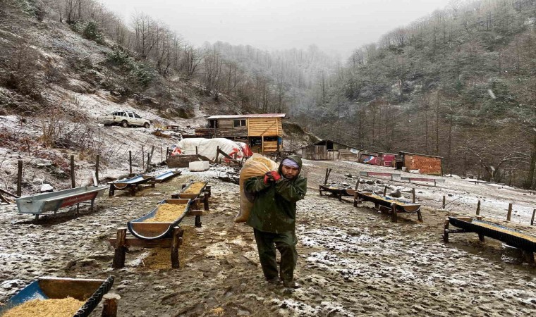 Artvinde küçükbaş hayvanlarda çiçek hastalığı alarmı