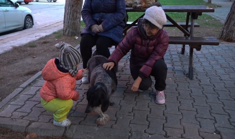 Atakumda sokak hayvanları için yoğun mesai: 3 bin 572 yaralı sokak hayvanına müdahale edildi