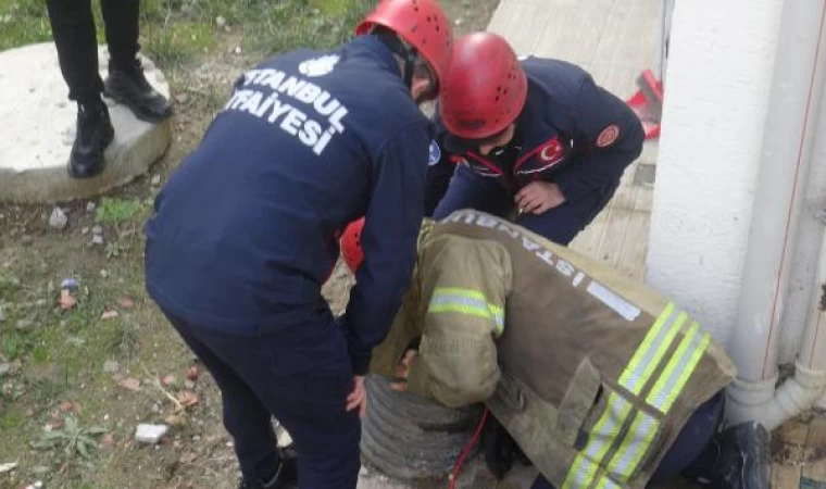 Avcılar’da havalandırma bacasına düşen kediyi itfaiye kurtardı