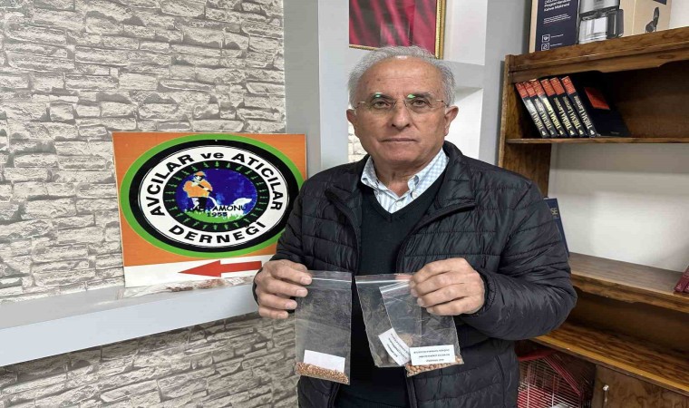 Ayıların şehirlere inmesini önlemek için ormanlara meyve tohumları ekiyorlar