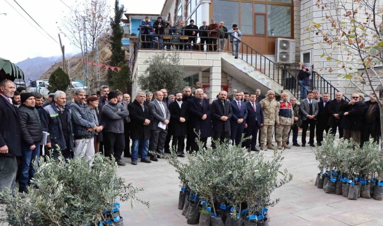 Ayvalı Mahallesinde 2 bin 600 zeytin fidanı dağıtıldı