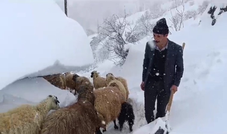 Bahçesarayda hayvanların tünelli geçişi