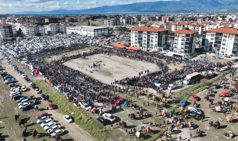 Balıkesirde deve güreşini binlerce kişi izledi