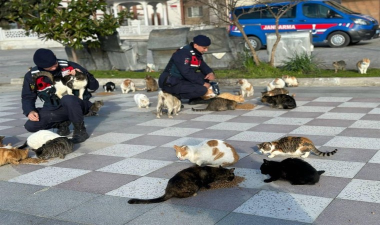 Balıkesirde jandarmadan sokak hayvanlarına mama