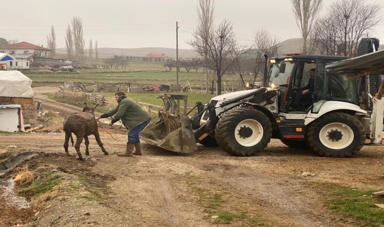 Bataklığa saplanan eşek kepçeyle kurtarıldı